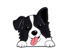 Pin de Border Collie